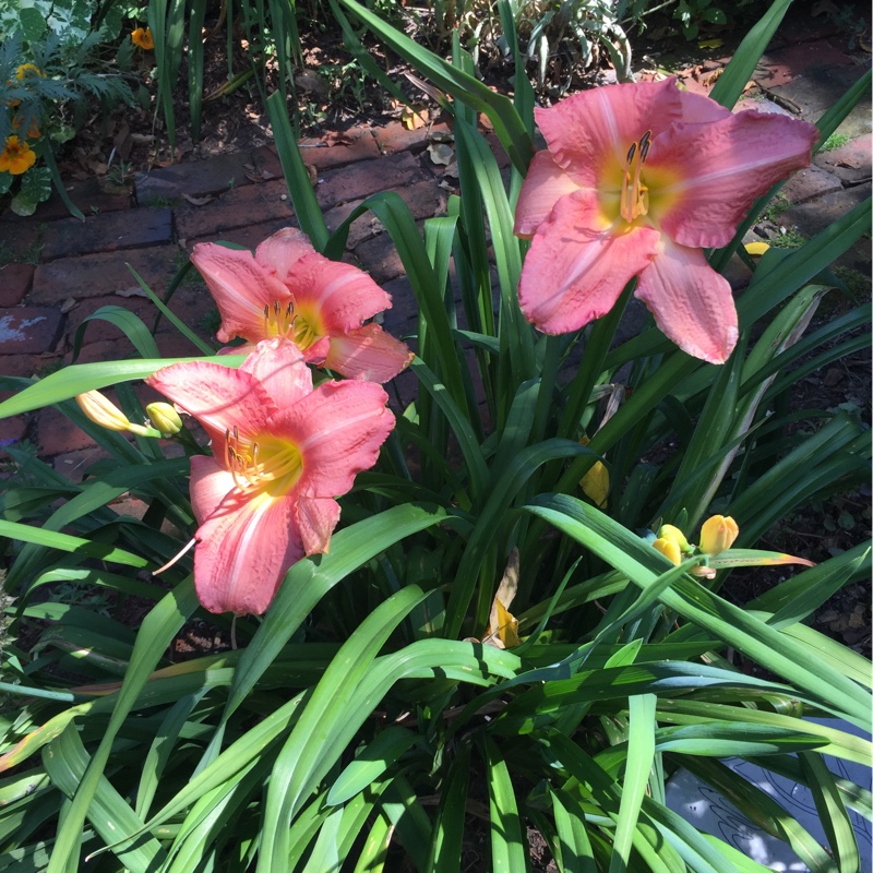 plant image 144458