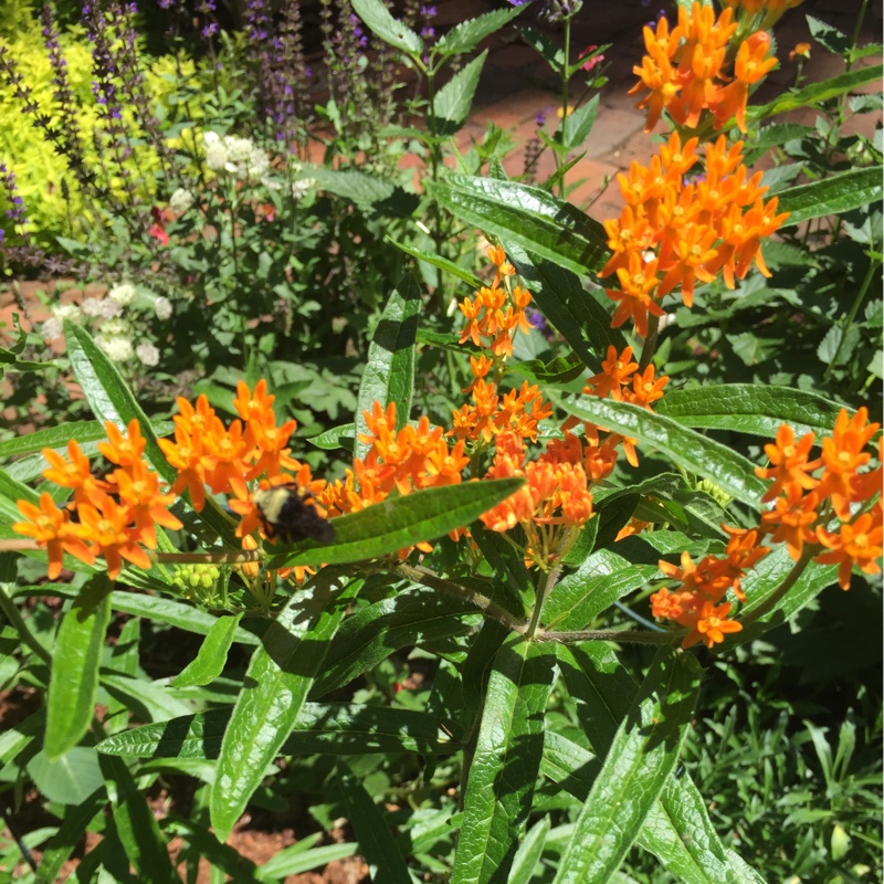 plant image 144511 plant image 144511