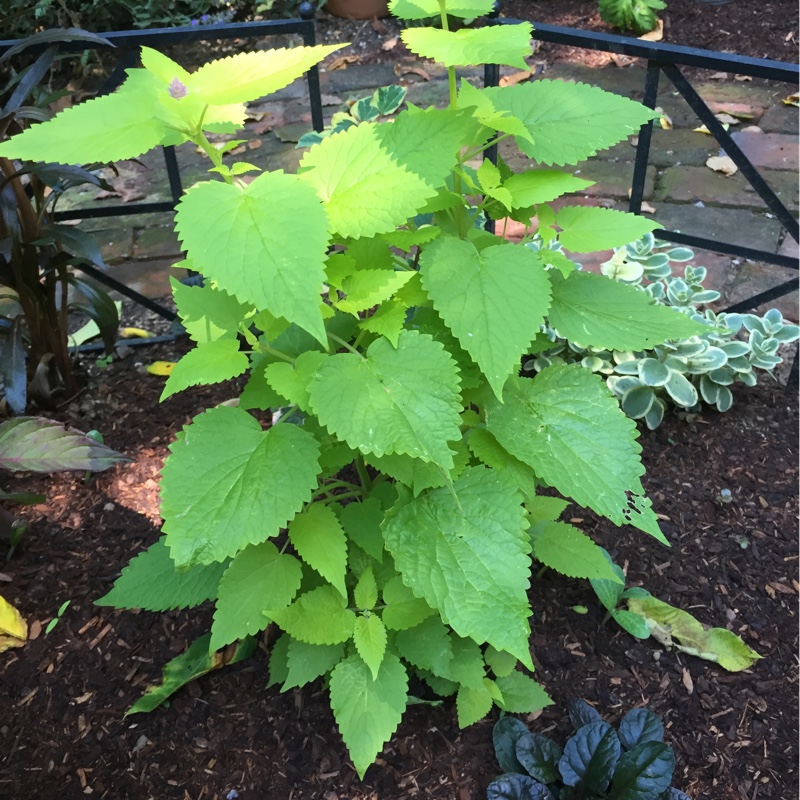 plant image 144565 plant image 144565