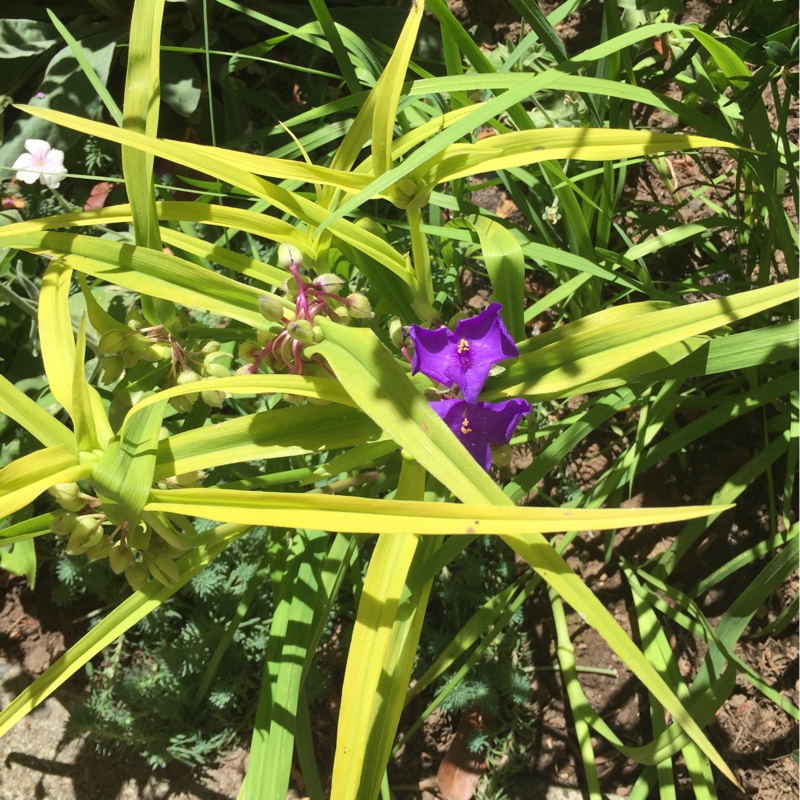 plant image 144590