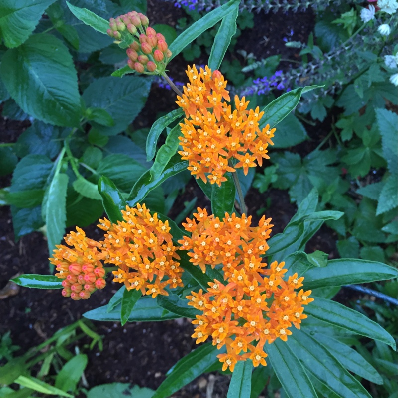 plant image 144882 plant image 144882