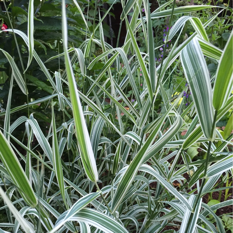 plant image 144885