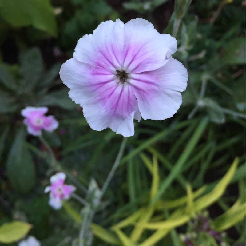 Plant image Lychnis coronaria 'Alba'