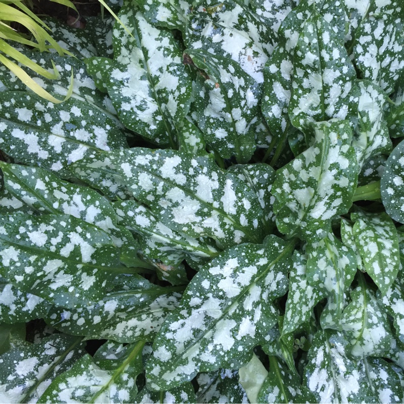 plant image 144917 plant image 144917