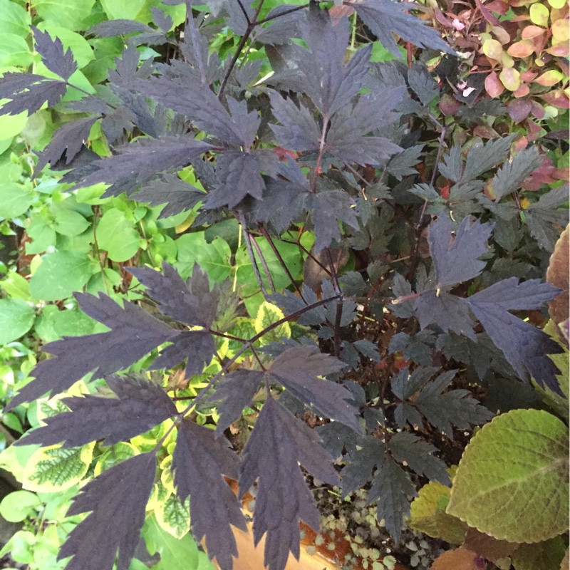plant image 144935