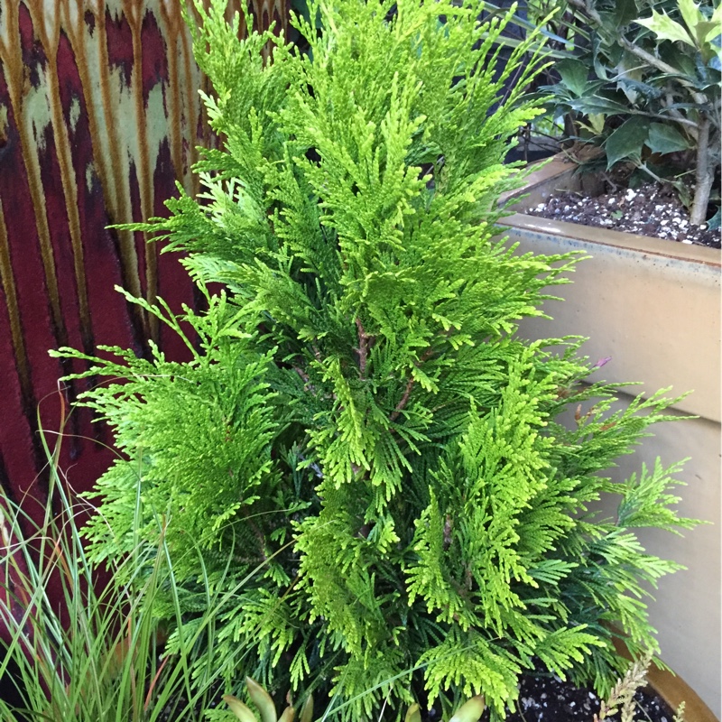 Plant image Thuja plicata 'Forever Goldy'