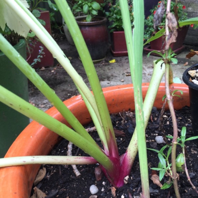 plant image 145971 plant image 145971