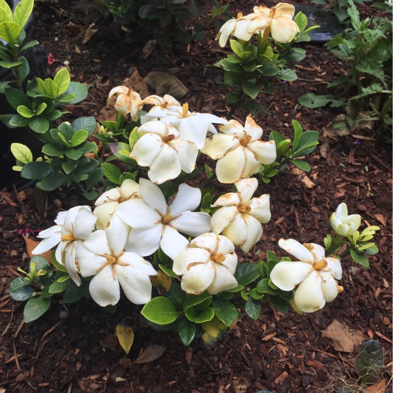 Gardenia jasminoides 'Kleim's Hardy'