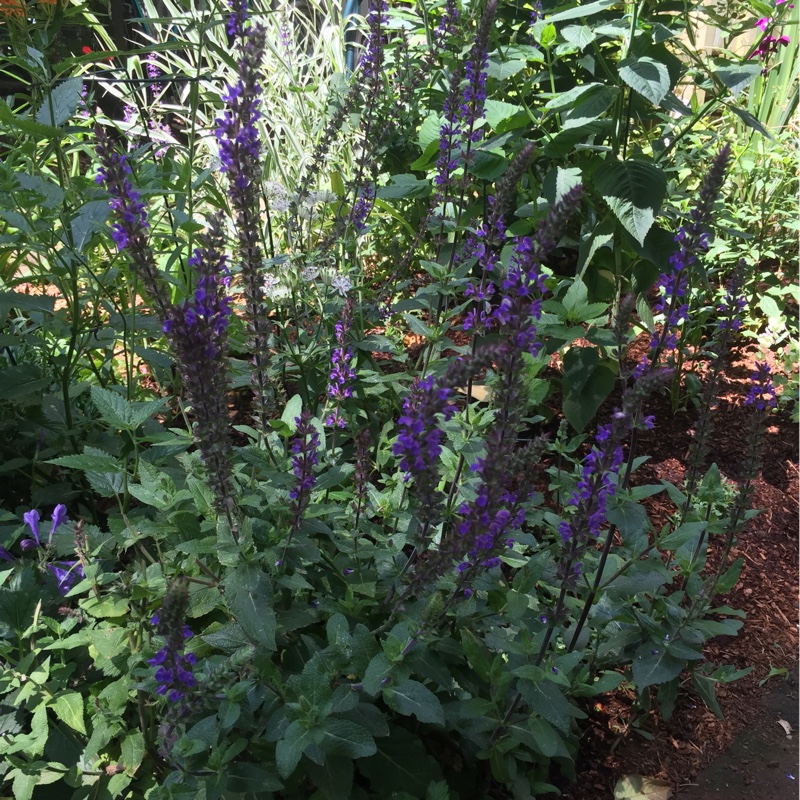 plant image 150404 plant image 150404