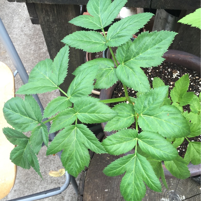 plant image 150620 plant image 150620