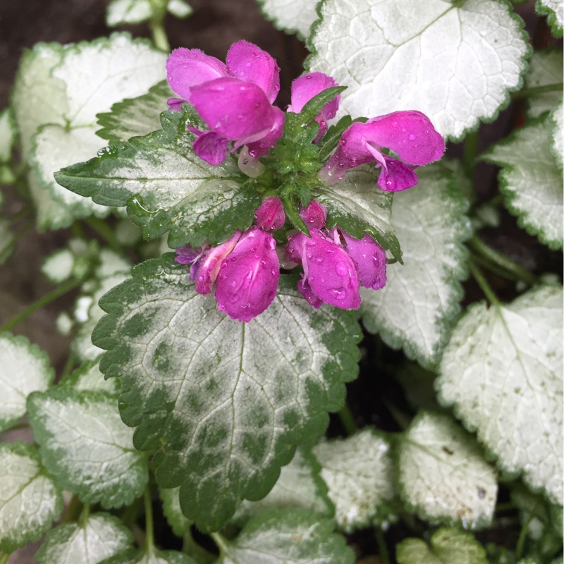 Plant image Lamium 'Maculatum' Beacon Silver'