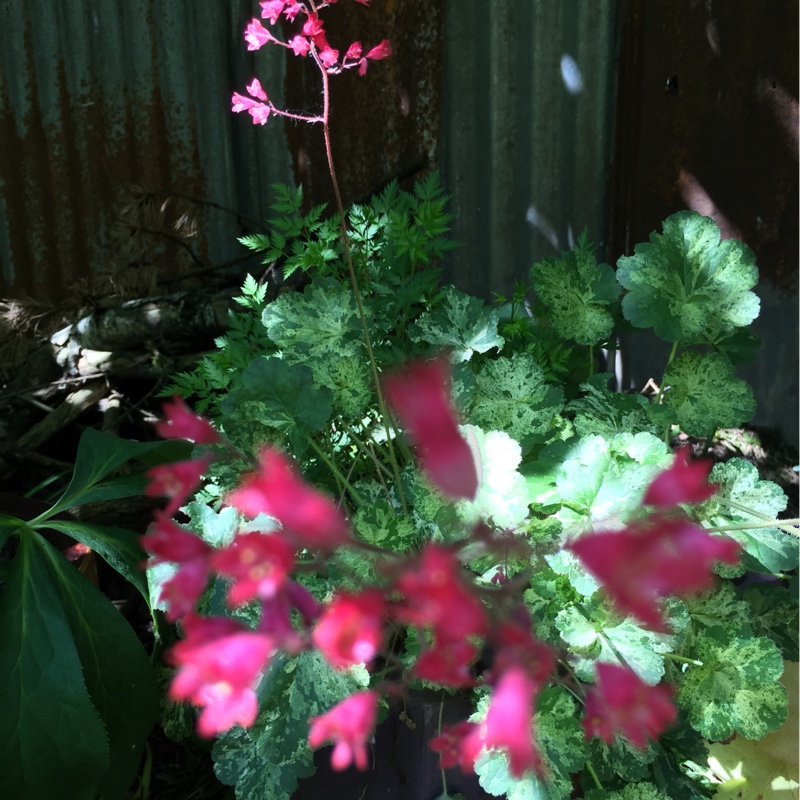 plant image 154029