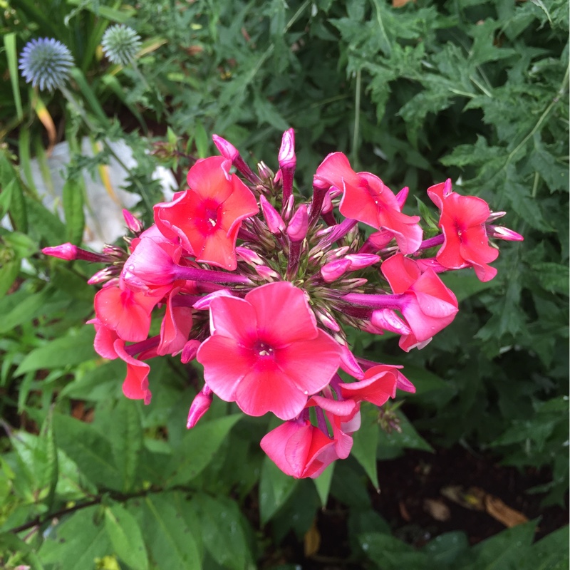 plant image 155535