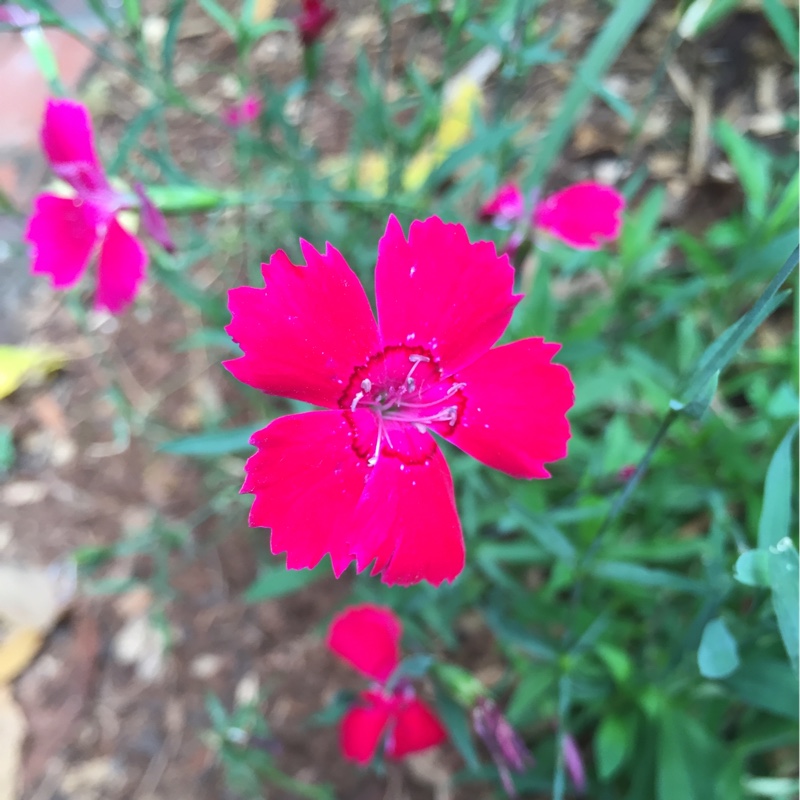 Plant image Dianthus deltoides 'Flashing Lights'