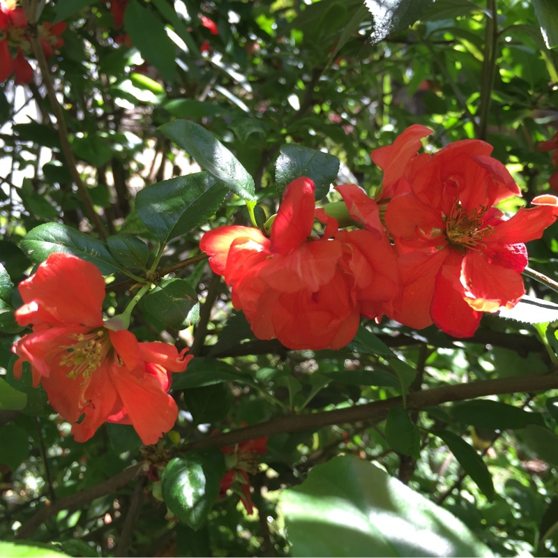 plant image 161756