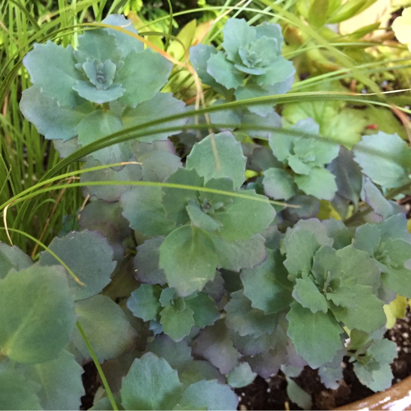 Plant image Sedum 'Red Canyon'