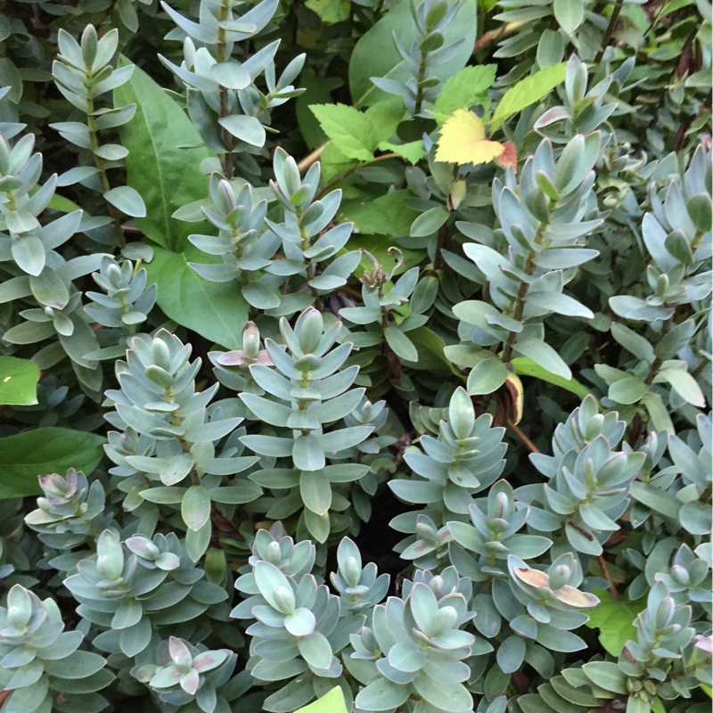 plant image 161779 plant image 161779