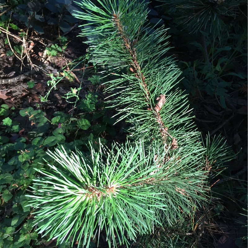 Pinus mugo 'Mops'