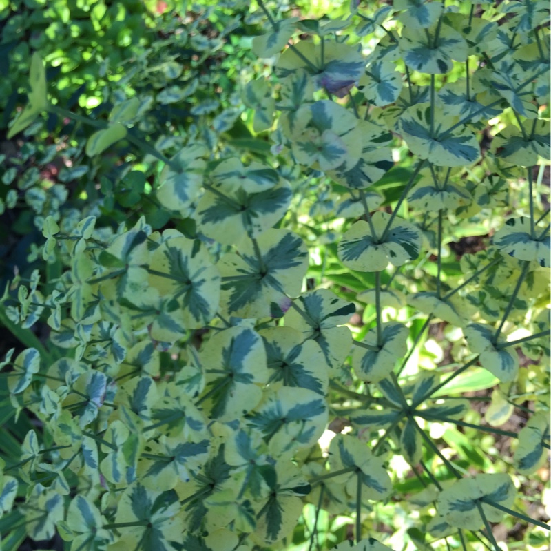 plant image 161825