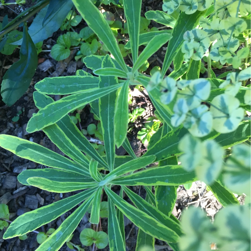 plant image 161826
