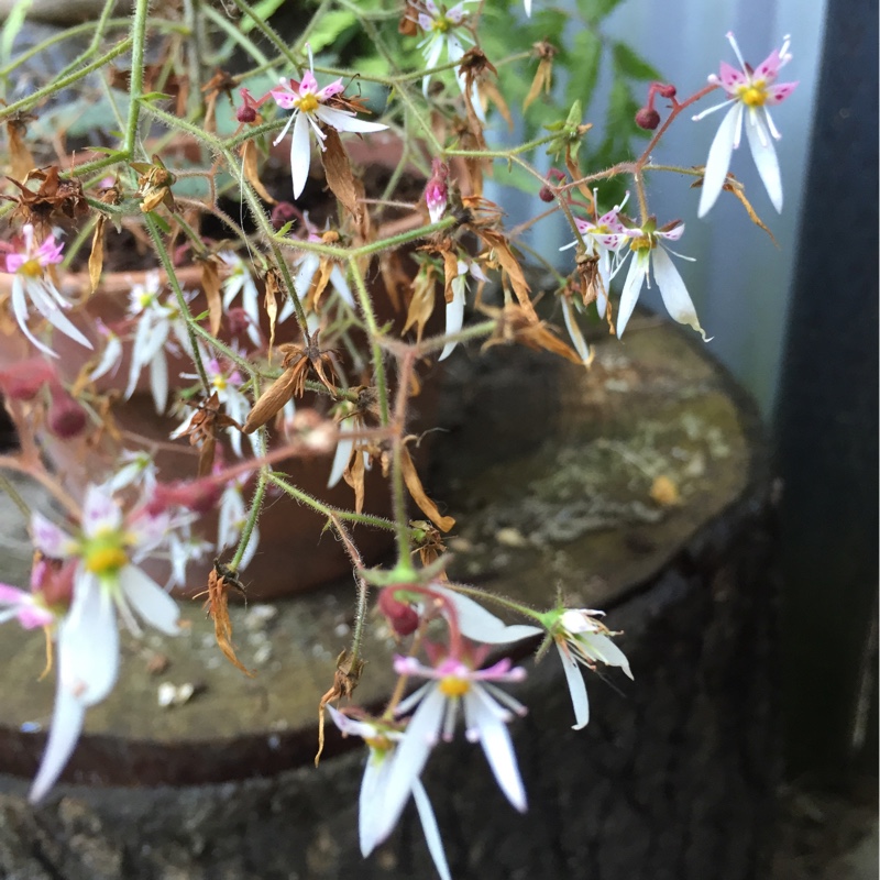 plant image 161937