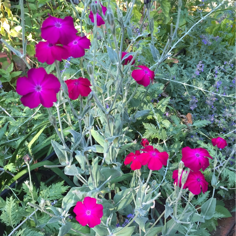 Lychnis coronaria syn. Agrostemma coronaria syn. Agrostemma tomentosum