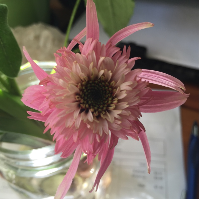 plant image 164318 plant image 164318