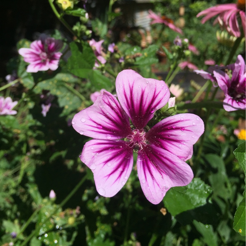 plant image 164386