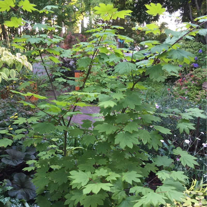plant image 165451