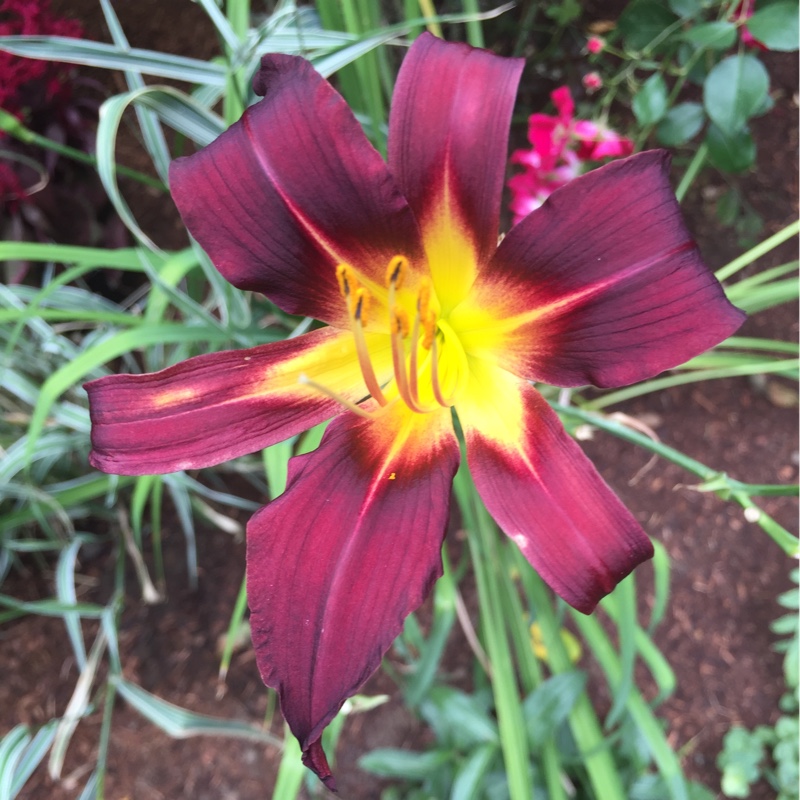 Plant image Hemerocallis 'Stafford'