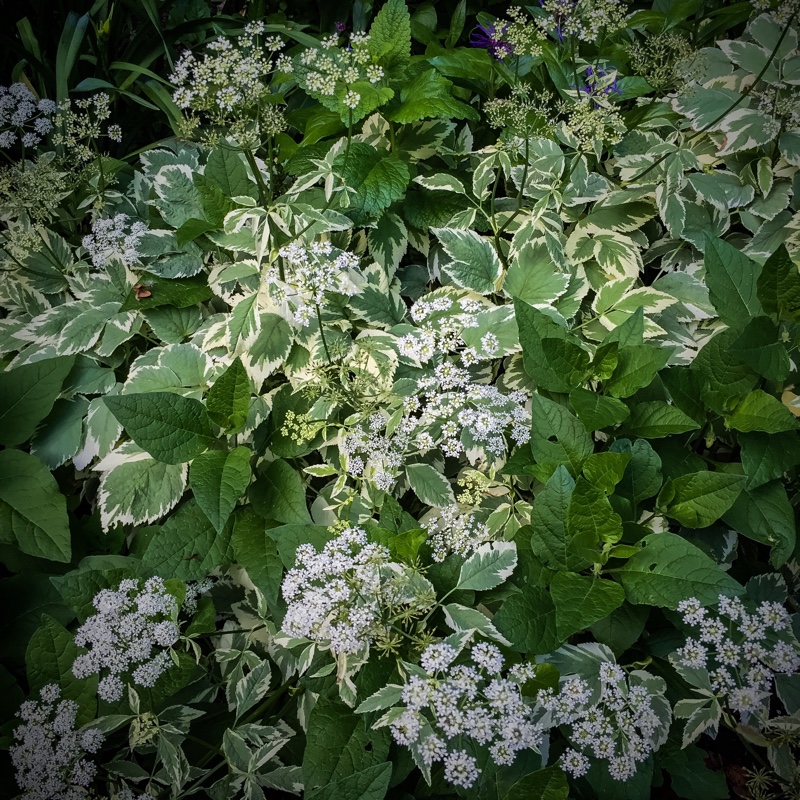 Plant image Aegopodium podagraria