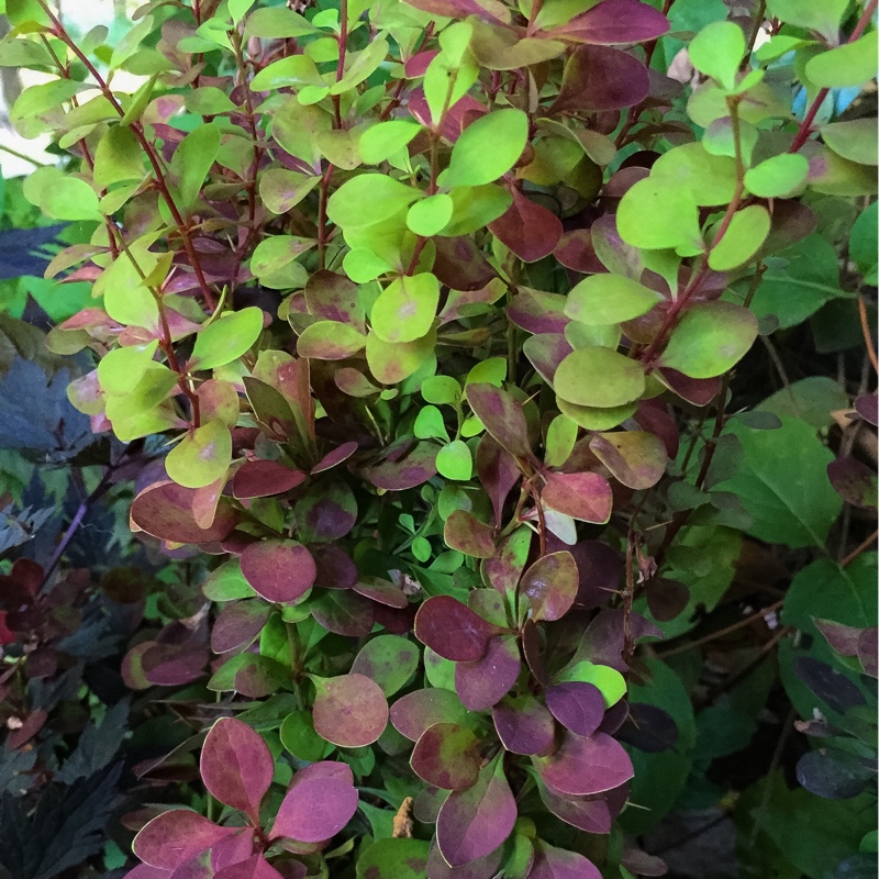 plant image 166797 plant image 166797