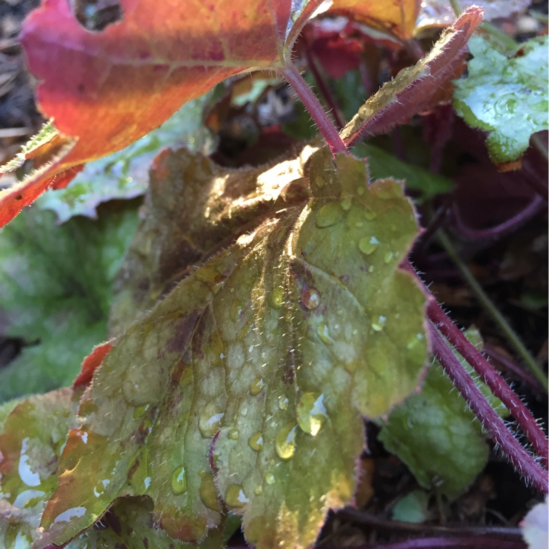 plant image 167008 plant image 167008