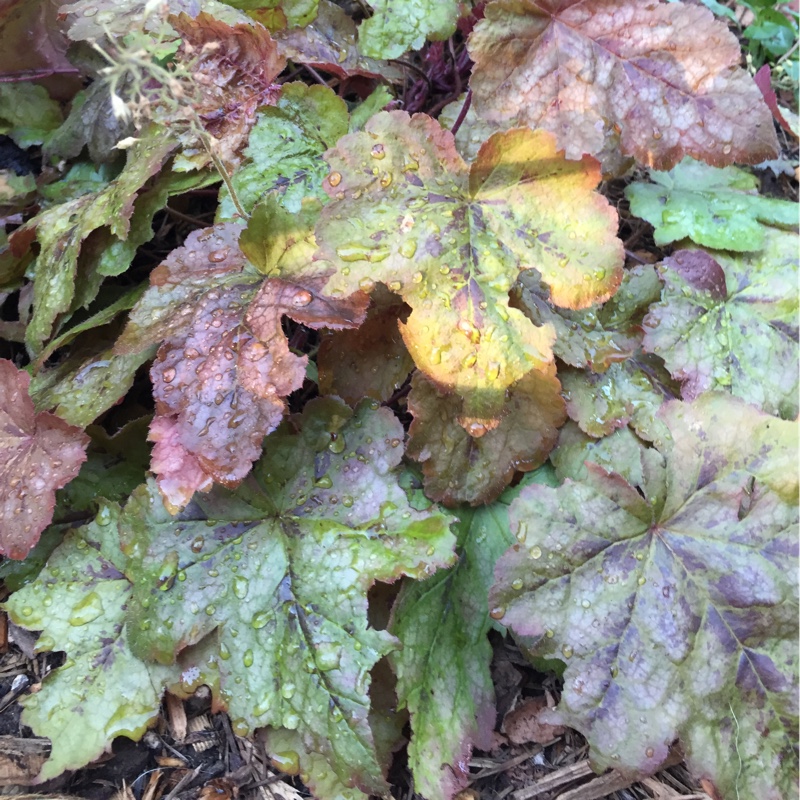 plant image 167009 plant image 167009