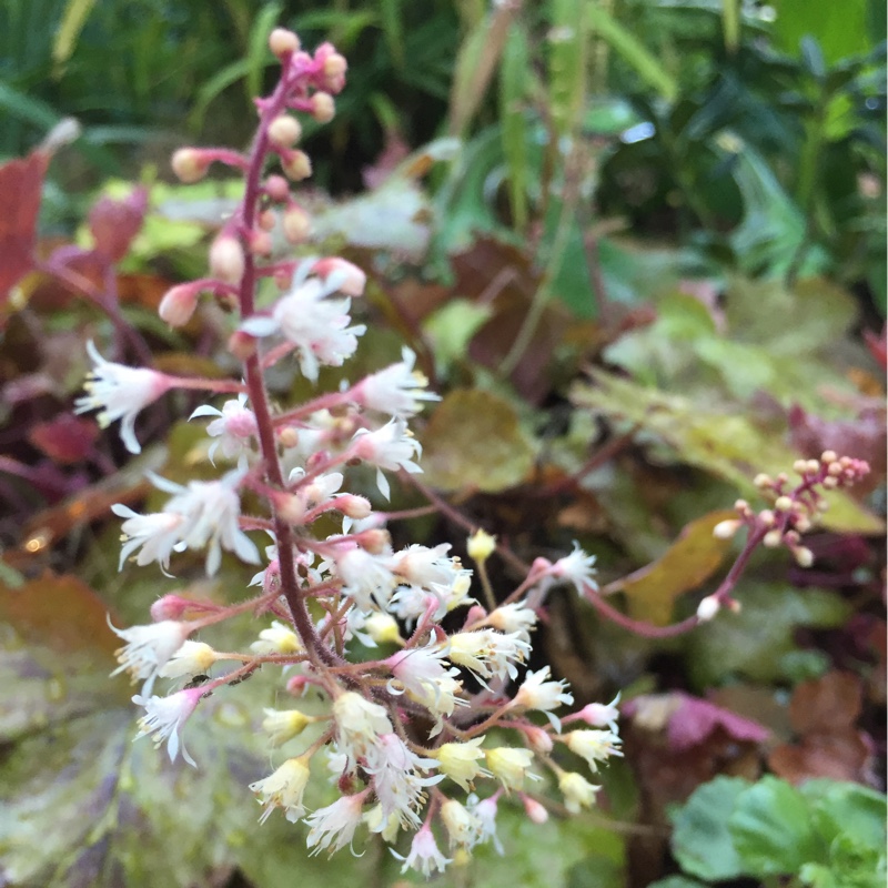 plant image 167010 plant image 167010