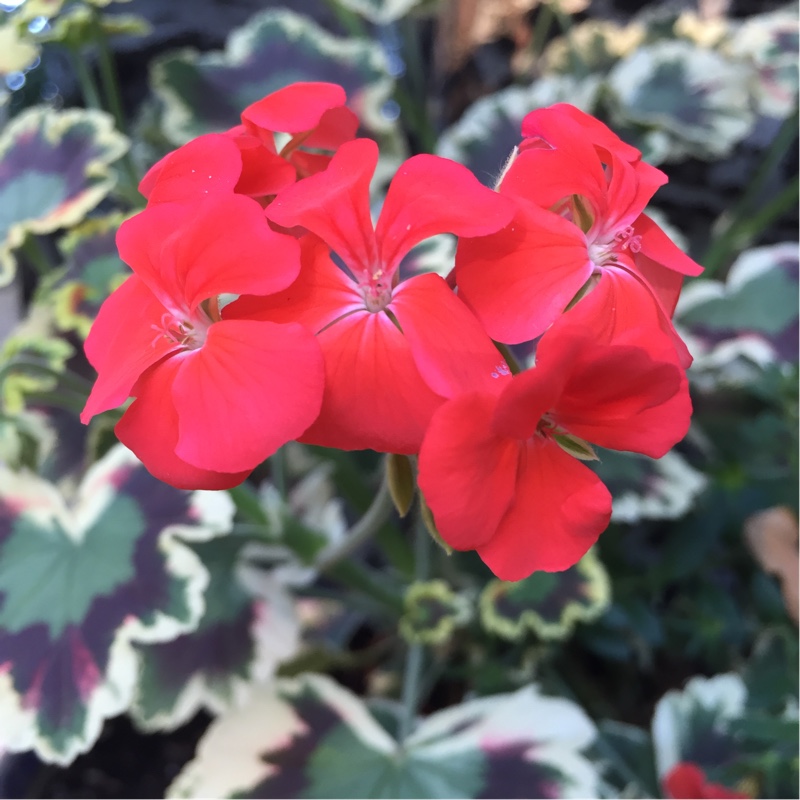 plant image 167039 plant image 167039