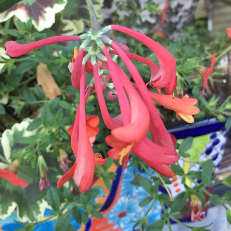 plant image 167042 plant image 167042