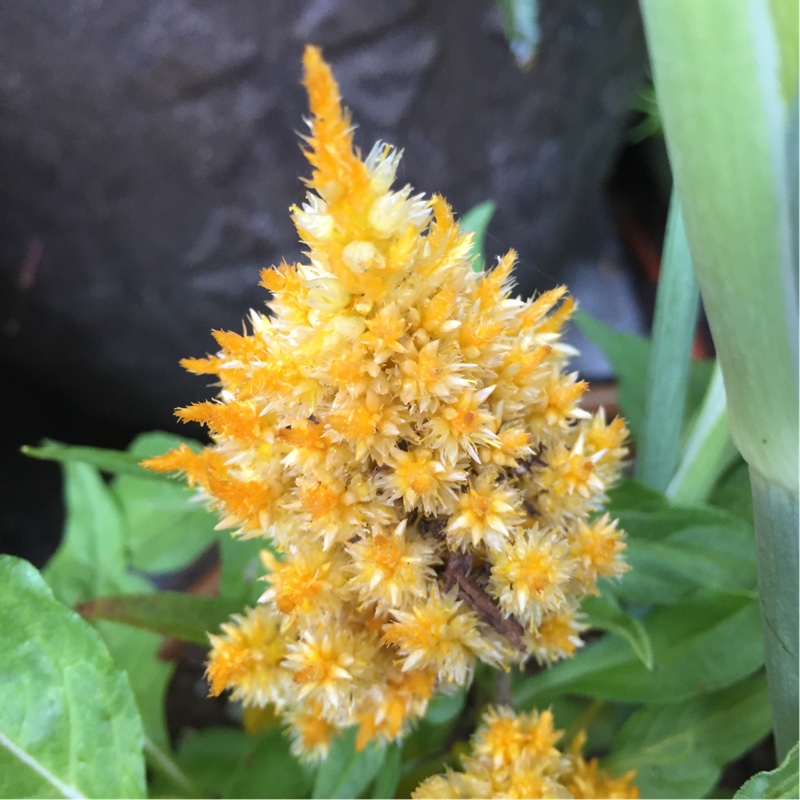 plant image 167048