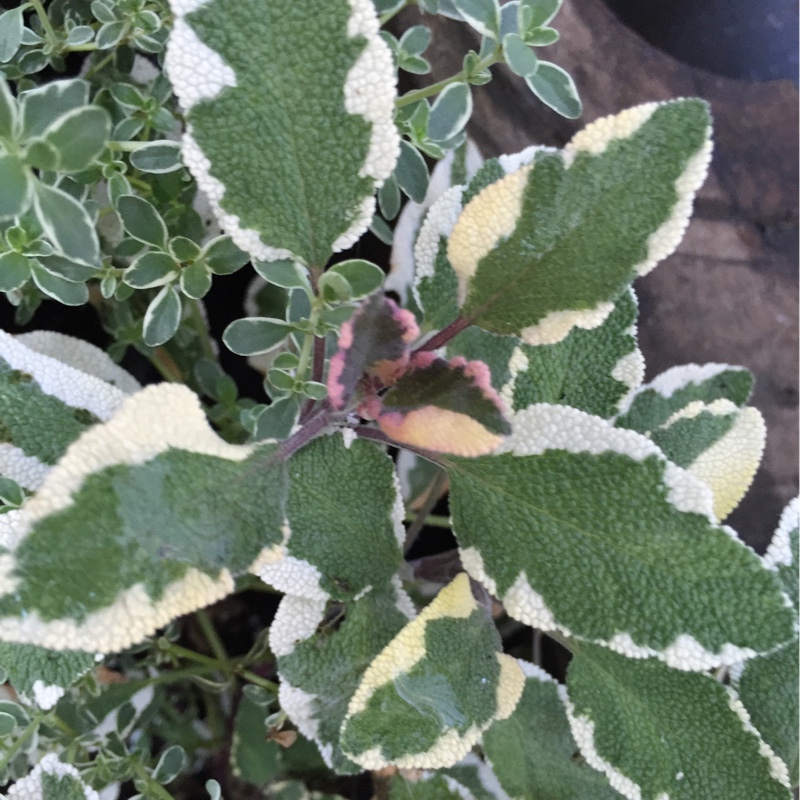 Plant image Salvia officinalis 'Tricolor'