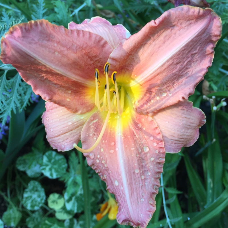 plant image 167144