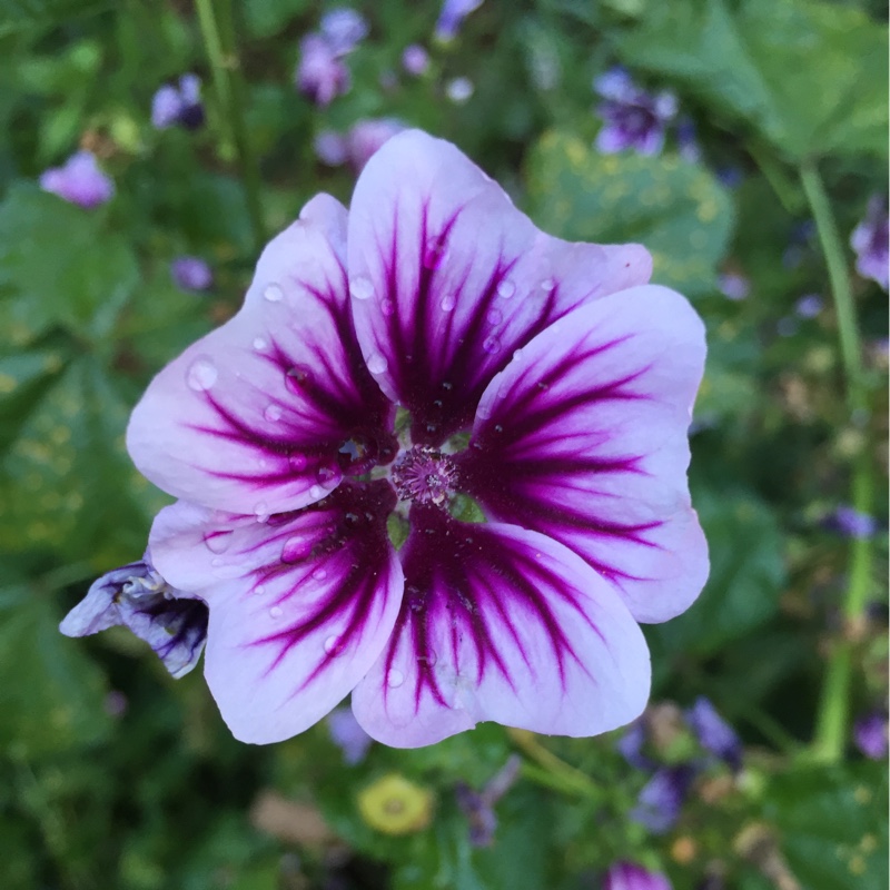 plant image 167154