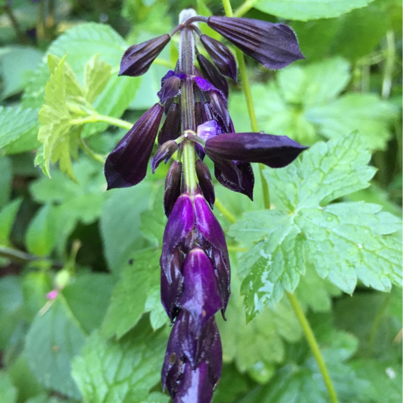 plant image 167160