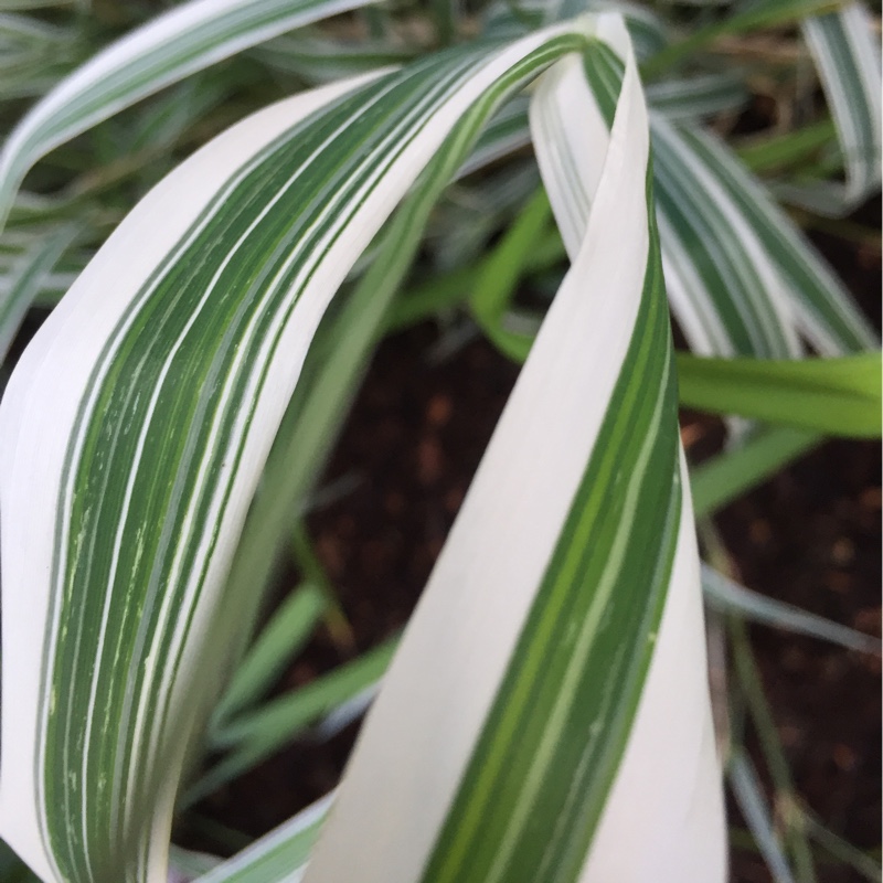 plant image 176646