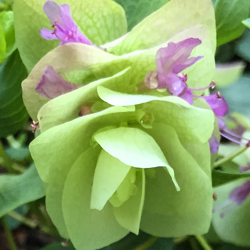 plant image 176660 plant image 176660