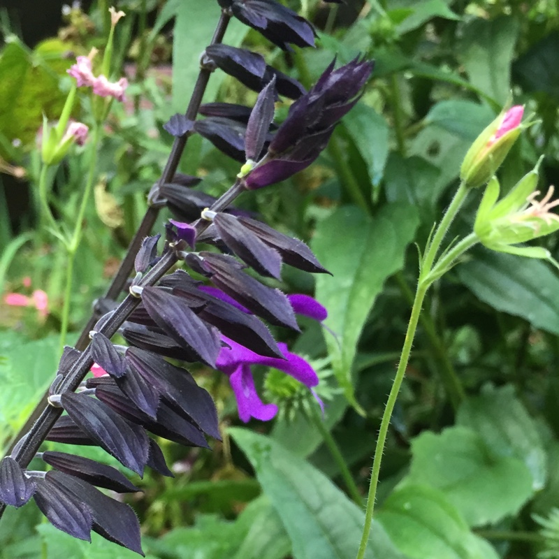 plant image 176676