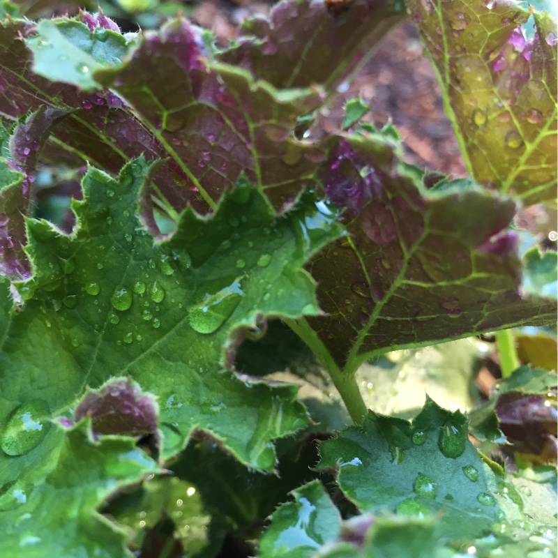 plant image 178150