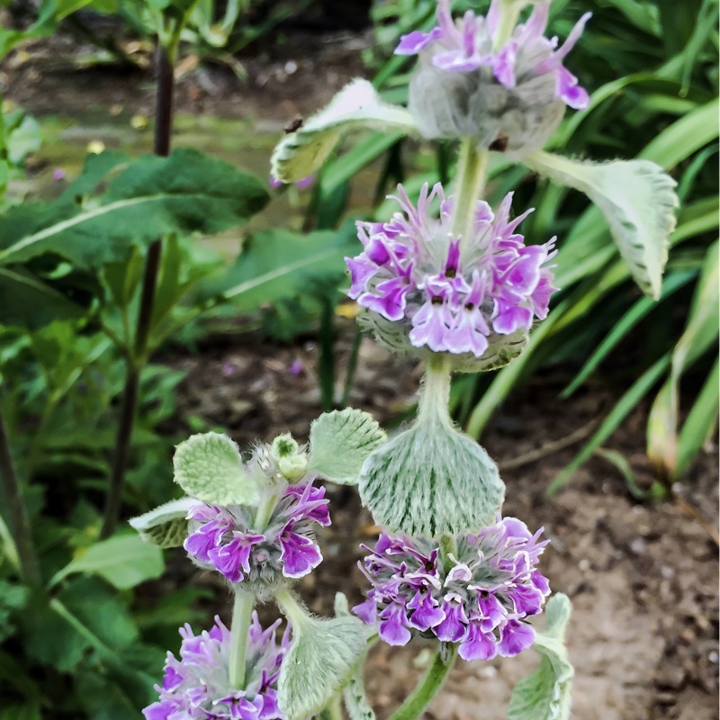 plant image 178154