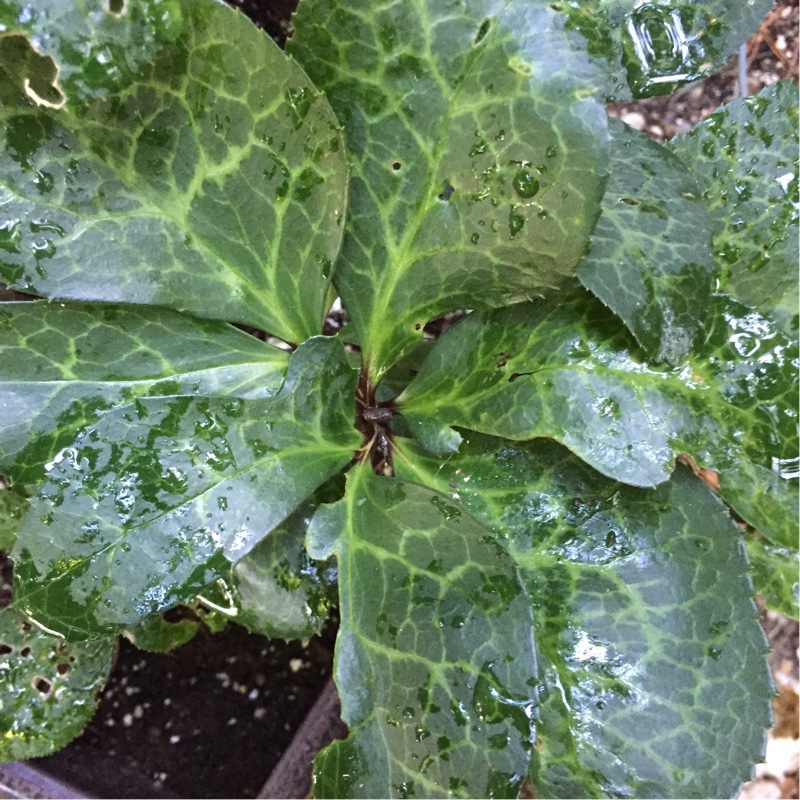 plant image 178166 plant image 178166