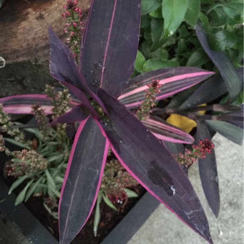 plant image 183148 plant image 183148