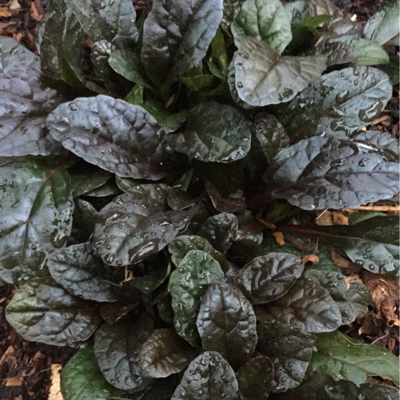 plant image 183158 plant image 183158